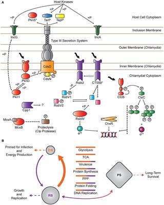 The Impact of Protein Phosphorylation on Chlamydial Physiology